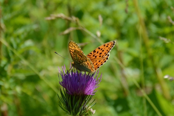 Argynnis  adippe o niobe ?